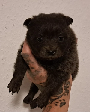 Einzigartige Pomeranian-PomChi Bärchen 75%Poms
