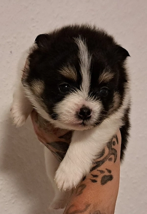 Einzigartige Pomeranian-PomChi Bärchen 75%Poms