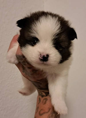 Einzigartige Pomeranian-PomChi Bärchen 75%Poms