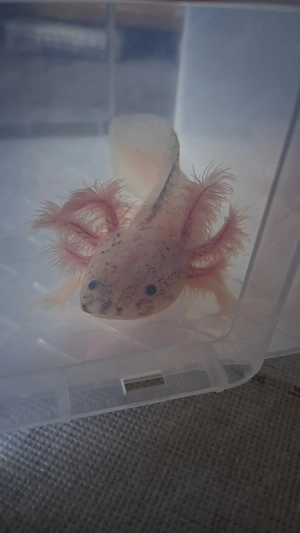 Wildlinge & Weißling mit Spots