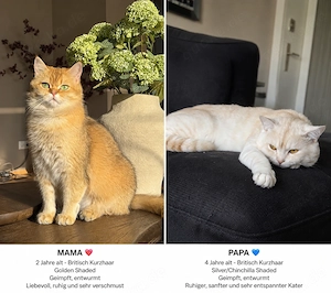 BKH Kitten abzugeben   wunderschöne Babys mit blauen Augen 