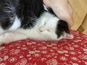 Katzenbabies   Kitten abzugeben
