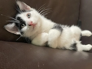 Katzenbabies   Kitten abzugeben