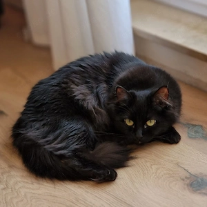 Ragdoll mit Stammbaum