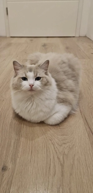 Reinrassige Ragdoll 