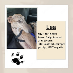Lea sucht 4ever home