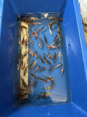 Koi Verkauf