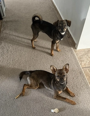 Zwergpinscher-Mischlingswelpen Pomerian