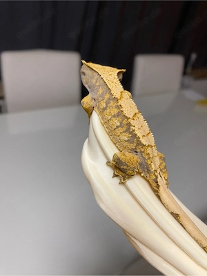 Kronengecko (poss. weibchen) Bild 4
