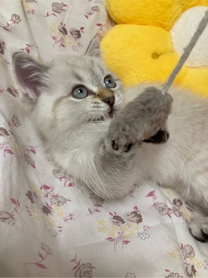 Schöne Kitten BKH Point Tabby  sucht ihr liebes zu Hause Bild 4