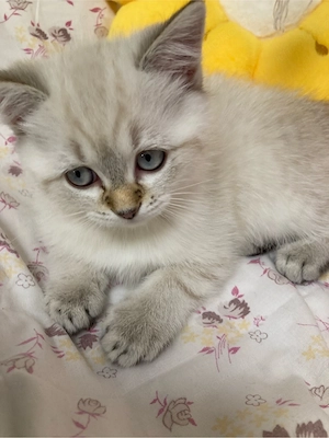 Schöne Kitten BKH Point Tabby  sucht ihr liebes zu Hause Bild 5