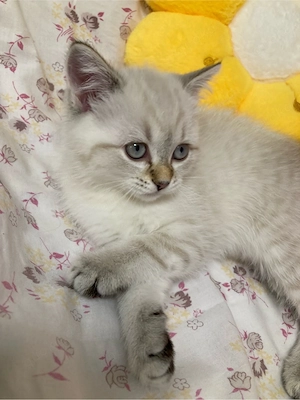 Schöne Kitten BKH Point Tabby  sucht ihr liebes zu Hause Bild 3