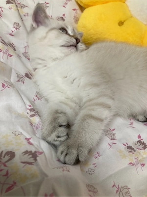 Schöne Kitten BKH Point Tabby  sucht ihr liebes zu Hause Bild 2