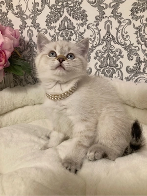 Schöne Kitten BKH Point Tabby  sucht ihr liebes zu Hause Bild 8