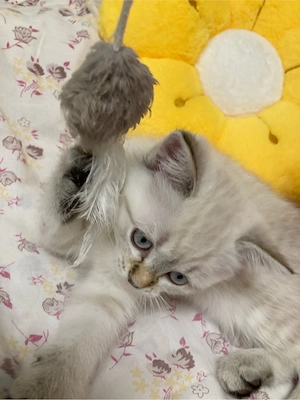 Schöne Kitten BKH Point Tabby  sucht ihr liebes zu Hause Bild 7