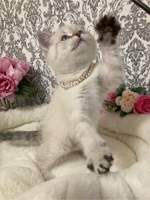 Schöne Kitten BKH Point Tabby  sucht ihr liebes zu Hause Bild 9