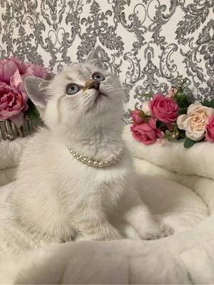 Schöne Kitten BKH Point Tabby  sucht ihr liebes zu Hause Bild 10