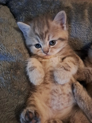 Perser BKH Kitten (junge)