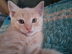 Ein sandfarbiger Tiger vom Hof.