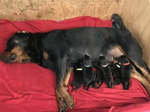 Reinrassige VHD ADRK Rottweiler Welpen Abzugeben