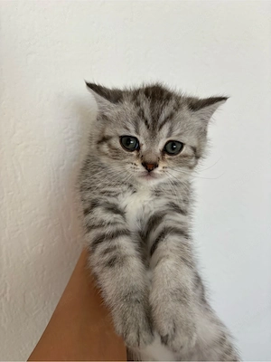 BKH Kitten
