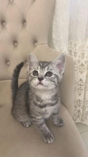 babykatzen kitten bkh