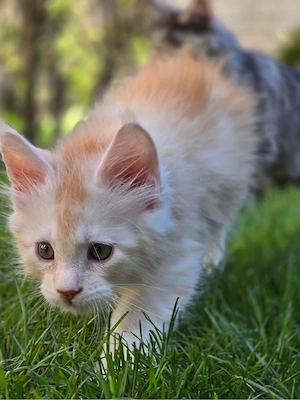 MCO Kater Ayron creme smoke 