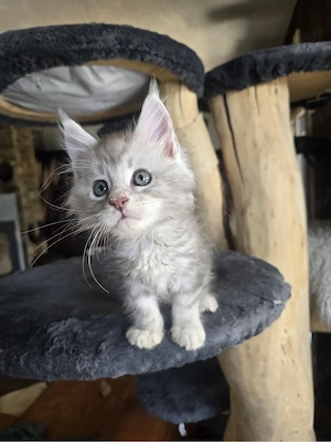 Mco Kater Arnold as 25 Bild 2