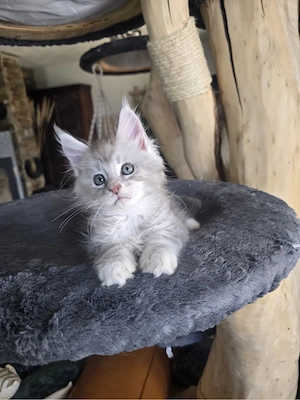 Mco Kater Arnold as 25 Bild 3