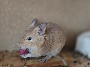 Degu Jungs suchen Zuhause