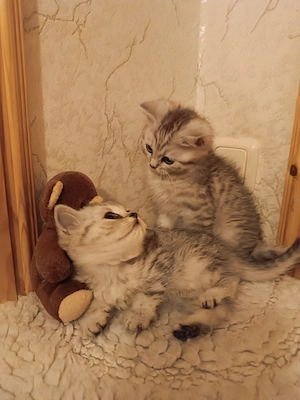 Zauberhafte, reinrassige BKH-Kitten sind ab sofort auszugsbereit 