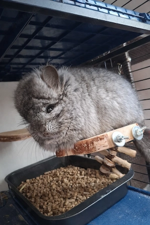 Schönes Chinchilla Angora 100% Bock