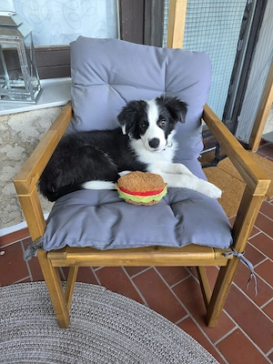 15 Wochen junger Border Collie Rüde mit Papieren!