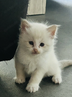 Ragdoll x BKH Kitten  Bild 3