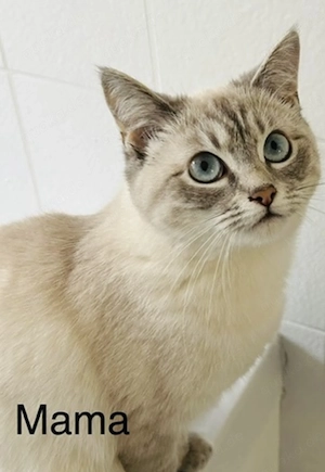 Ragdoll x BKH Kitten  Bild 5