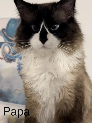 Ragdoll x BKH Kitten  Bild 6