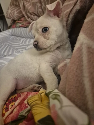 Chihuahua Welpe*Reserviert bis morgen*