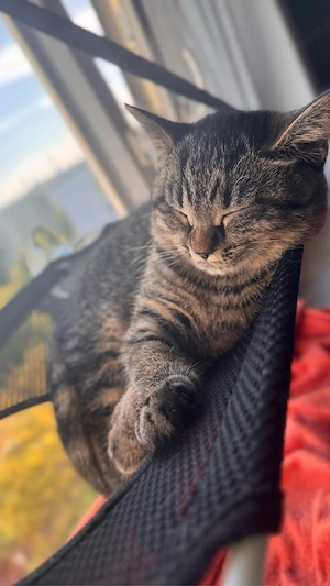     Süße und verspielte Katze sucht neues Zuhause