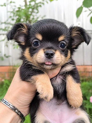 Süße Chihuahua Welpen
