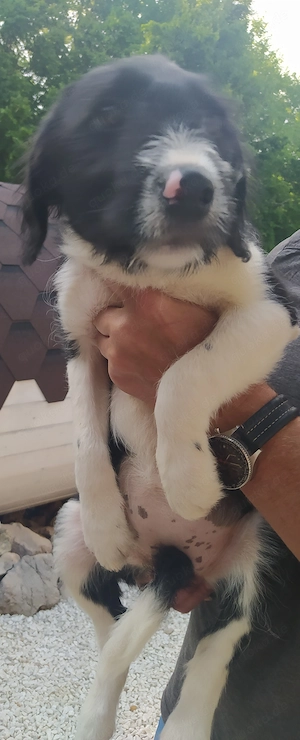 Border Collie Schnauzer Hündin Welpe 4Mon KINDERLIEB vom Hundetrainer