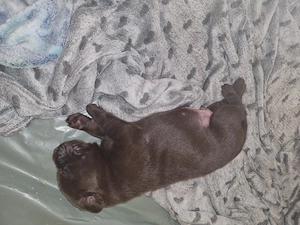 Labradorwelpen  Bild 2