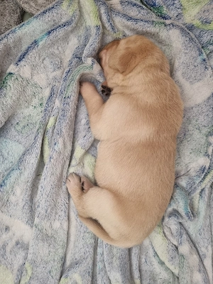 Labradorwelpen  Bild 5