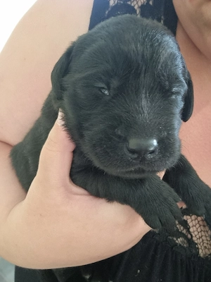 Labradorwelpen  Bild 3