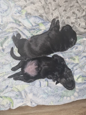Labradorwelpen  Bild 4