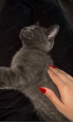 BKH Kater  Bild 2