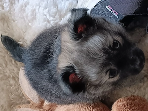 Kleiner pommerianmix Bild 2