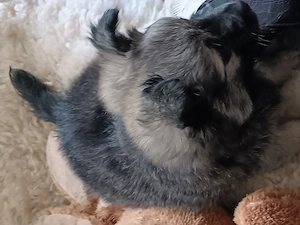 Kleiner pommerianmix Bild 3
