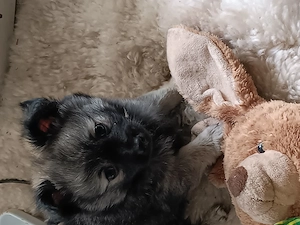 Kleiner pommerianmix Bild 4