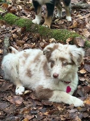 13 wochen alte Australian shepherd Hündin Bild 3