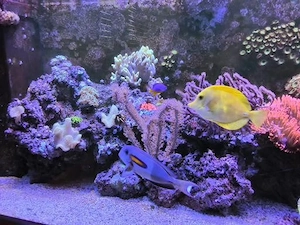 Meewasser Aquarium Koplett Bild 4